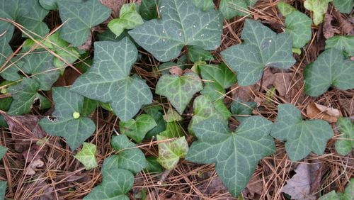English ivy is one of the most shade-tolerant plants available. WALTER REEVES