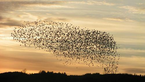 A large flock of European starlings like the one shown here is called a “murmuration.” The term, however, is now applied to mixed blackbird flocks in North America. RASMUSSEN29892 / WIKIPEDIA