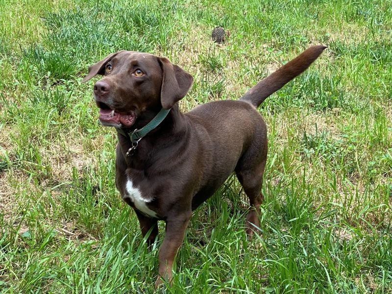 Lulu Gehl is 50% basset hound, 50% Labrador retriever, and, according to Capitol lobbyist Tom Gehl, "100% adorable." (Courtesy photo)