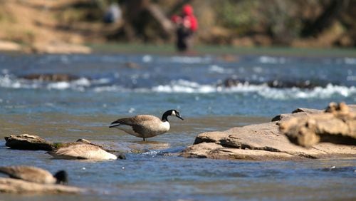 A Canadian Goose is shown along the Chattahoochee River at Jones Bridge Park, Saturday, March 28, 2015, in Norcross. PHOTO / JASON GETZ