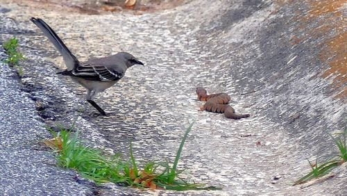 A mockingbird keeps tabs on a midland water snake crawling along the edge of a street, Fork Creek Trail, in Charles Seabrook's Decatur neighborhood. After the mockingbird flew off, a male cardinal also flew down to inspect the snake. (Charles Seabrook for The Atlanta Journal-Constitution)