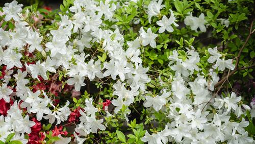Azaleas are one of several flowers that are good to plant for spring when it's still cool.