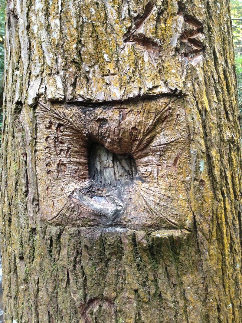 If properly treated, tree wounds will eventually heal. Contributed by Walter Reeves