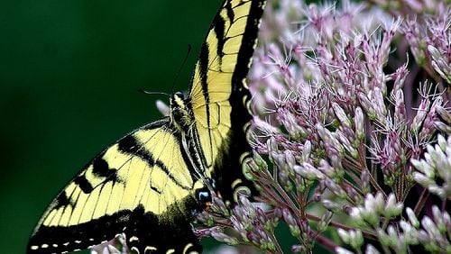The pink flowers of Joe-Pye weed, now blooming in Georgia, provide nectar for the state's official state butterfly, the Eastern tiger swallowtail. Joe-Pye weeds are some of Georgia's iconic, late summer wildflowers. 
Contributed by Paul Henjum / Creative Commons