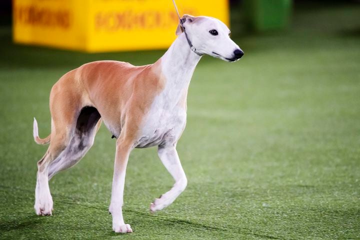 A whippet named Bourbon, who went on to win the hound group, competes at the Westminster Kennel Club Dog Show, held at the Lyndhurst Mansion in Tarrytown, N.Y., on Saturday, June 12, 2021. (Karsten Moran/The New York Times)