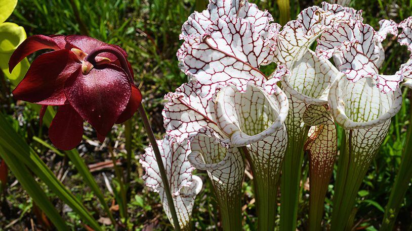 Spanning more than127 acres, the Chattahoochee Nature Center includes hiking trails, canoeing and a garden filled with beauties like this white-topped pitcher plant.