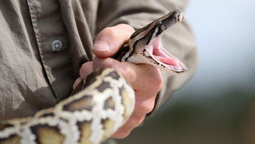 A Burmese python, similar to the one pictured here, was captured in Collier-Seminole State Park in Naples, Fla. It had eaten a baby white-tailed deer that was bigger than itself.