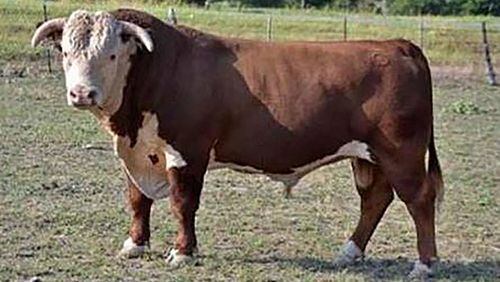 A bull similar to this one was allegedly stolen between June 22-29 in Walton County, the Sheriff's Office said.