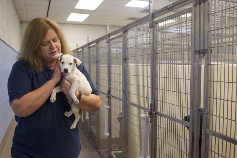 Rebecca Guinn, 58, holds Casper, a pit bull puppy, at DeKalb County Animal Services in Chamblee. Guinn is founder and CEO of LifeLine Animal Project. The brand-new DeKalb shelter, which Guinn described as “freakishly modern,” opened in July 2017 and is loaded with previously unavailable features and amenities for animal care; a significant upgrade from the old shelter, which Guinn called a “chamber of horrors.” CASEY SYKES / CASEY.SYKES@AJC.COM