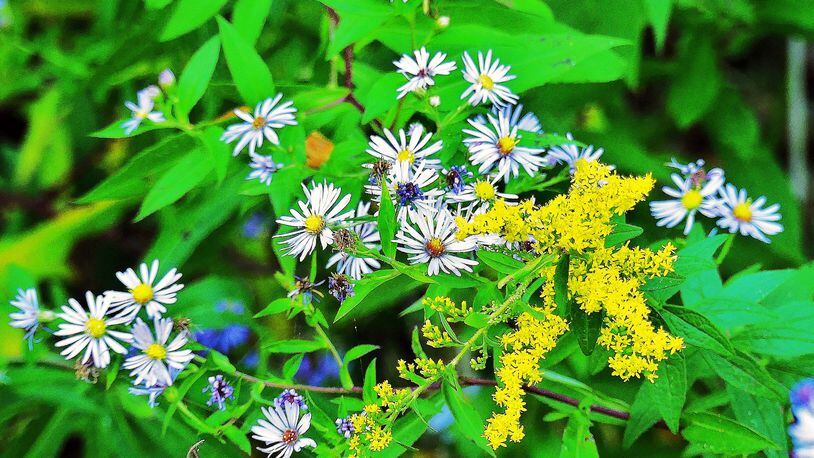 The yellow of goldenrods and the bluish tints of asters seem to go perfectly together — and that might not be coincidental. The flower colors blending together may attract more pollinators. (Charles Seabrook for The Atlanta Journal-Constitution)