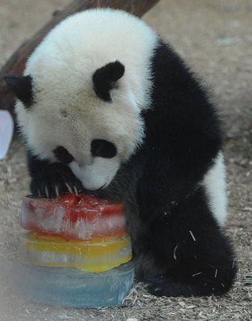 Po the panda is 1 year old