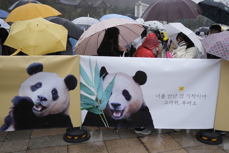 Visitors wipe tears after a vehicle carrying Fu Bao, the first giant panda born in South Korea, moves to the airport at the Everland amusement park in Yongin, South Korea, Wednesday, April 3, 2024. A crowd of people, some weeping, gathered at the rain-soaked amusement park in South Korea to bid farewell to their beloved giant panda before her departure to China on Wednesday. (AP Photo/Lee Jin-man)