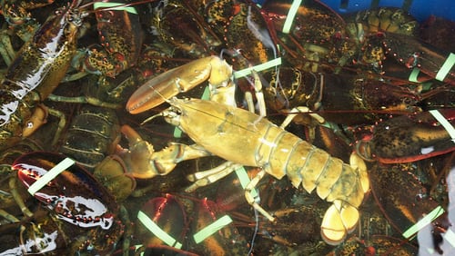 A rare yellow lobster is seen here after it was captured in 2001. The  likelihood of catching a yellow lobster is 1 in 30 million, according to the New England Aquarium.
