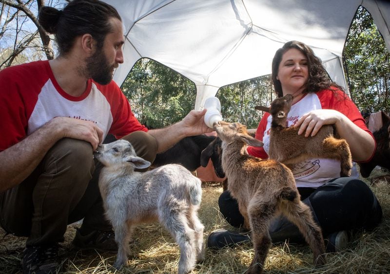 Red Wagon Goats owners Jason Lewis (left) and Megan Kibby feed the young goats on their Stone Mountain property. STEVE SCHAEFER / SPECIAL TO THE AJC