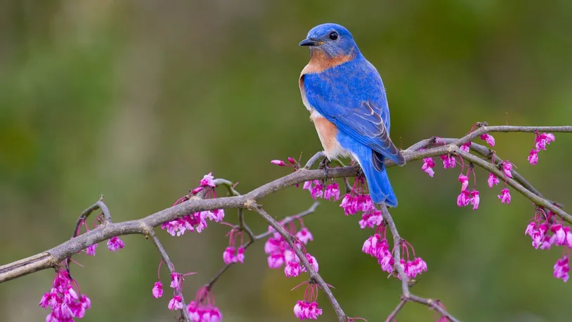 Now through June 15, Georgia Audubon is seeking bird watchers to participate in a survey of climate change's impact on birds. (Courtesy Glenda Simmons via Georgia Audubon)