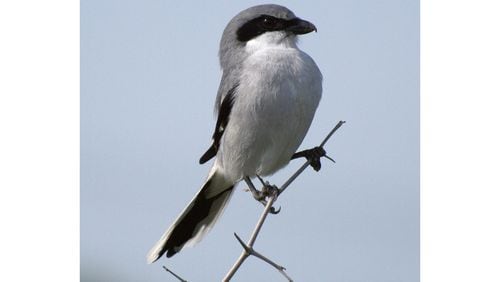 Seeing a loggerhead shrike (shown here) was one of the highlights of the recent Thomaston area Christmas Bird Count. (Courtesy of Terry Ross/Creative Commons)