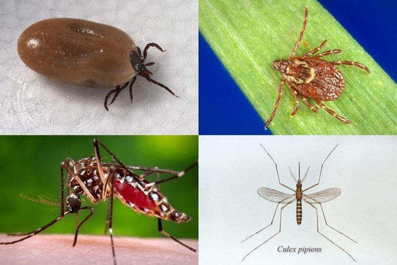 Clockwise from top left: The deer tick, which transmits Lyme disease; the American dog tick, which transmits Rocky Mountain spotted fever and tularemia; the Culex pipiens mosquito, which transmits West Nile virus; and the Aedes aegypti mosquito, which transmits Zika, dengue and chikungunya. CONTRIBUTED BY THE CENTERS FOR DISEASE CONTROL AND PREVENTION