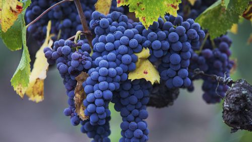 FILE -- San Giovese grapes at Barra Vineyards in Redwood Valley, Calif., Sept. 18, 2015. A compound that may be responsible in part for wine’s health benefits, called resveratrol, is also present in grape juice.