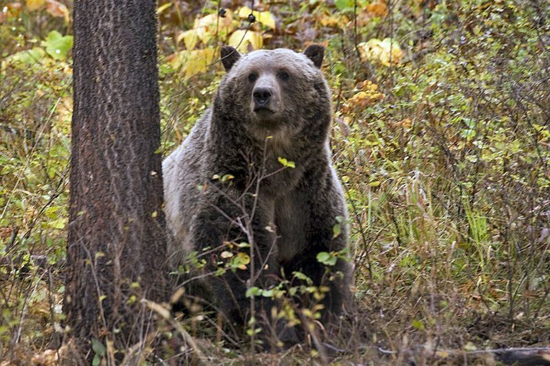 An undated photo provided by Montana Fish, WIldlife and Parks shows a grizzly bear in the northwestern part of the state. A bear fatally attacked a camper in western Montana on Tuesday, the latest in a handful of serious incidents between humans and bears in the state. 