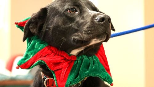 The Forsyth County Animal Shelter is waiving its $85 pet adoption fee for the holidays, beginning Nov. 24 and extending through Jan. 2. FORSYTH COUNTY