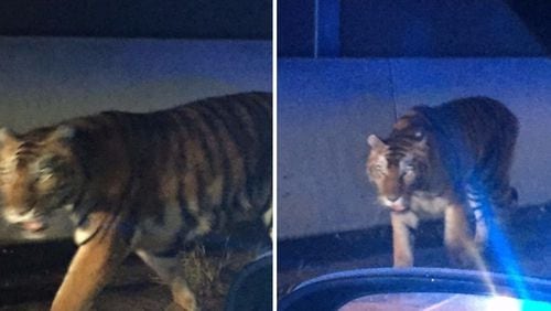 Henry County 911 received a call of a tiger loose on I-75 near the Jodeco Road overpass on Wednesday morning, September 6 2017.