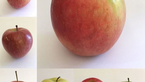Clockwise from top left: Fuji, Jazz, Granny Smith, Honeycrisp, Golden Delicious, Cameo and a locally grown apple from Sunnyside, Yakima County. (Paige Collins/The Seattle Times/TNS)