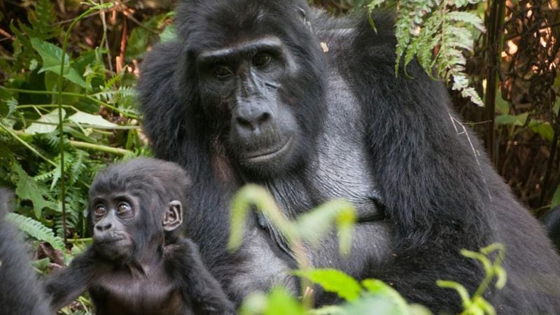 Our gorilla trek into the wilds of Uganda&apos;s Bwindi National Impenetrable Forest brought us face-to-face with the 15-member Rushegura group, including this mother and baby. (Jane Wooldridge/Fivestarstounderthestars.com)