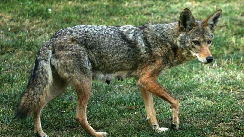 Dacula residents have reported multiple coyote sightings lately.