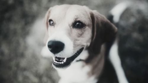 "Alvin the Beagle" is featured in Herschel Walker's latest campaign video