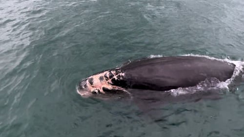 Wildlife officials are on the lookout for an injured right whale calf, one of just nine born this winter off the Georgia coast.