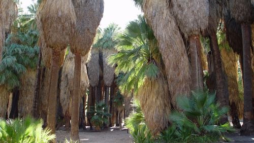 The wild palms in habitat are easily accessed in the Indian Canyons of south Palm Springs. (Maureen Gilmer/TNS)