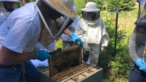 Steve Esau, who tends 100 hives, inspects one near Ormewood Park on Atlanta’s east side. (Armani Martin / armani.martin@ajc.com)
