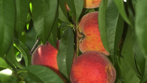 020612 - LOCUST GROVE, GA -- These are some of the peaches on a tree at the Gardner Peach Orchid in Locust Grove,GA on Wednesday, June 12, 2002. The peacheas are availble from June thru August. The peaches prices range from $2 to 12. Throughout the summer consumers will be able to pick over 6 varities of peaches along with black berries and blue berries. The orchard has been in existance for over 75 years and is one of the few places to pick peaches in the metro area. (JOHNNY CRAWFORD AJC staff)