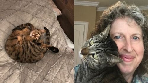 Minnow the cat ran off from owner Andrea Brannen, of south Forsyth County, for three weeks. Minnow is now in the running for Nationwide's Hambone Award for the year's most unusual pet insurance claim.