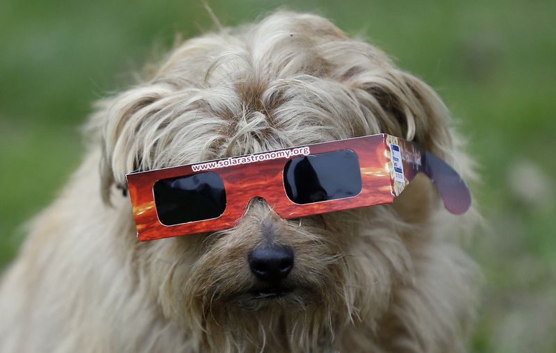 FILE: A dog wears solar glasses in preparation to view the eclipse in Regent's Park in London, Friday, March 20, 2015. Unfortunately due to heavy cloud cover, the eclipse was not visible in London. (AP Photo/Kirsty Wigglesworth)