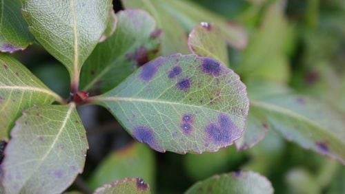 Once it starts, hawthorn leaf spot is hard to control. WALTER REEVES