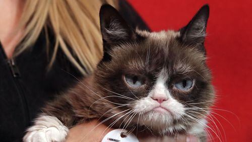 Grumpy Cat was born with feline dwarfism. (AP Photo/Richard Drew)