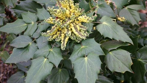 Spiky leaves and yellow flowers make leatherleaf mahonia an intriguing shade plant. CONTRIBUTED BY WALTER REEVES