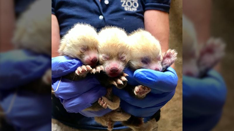 Red panda triples were recently born at the Kansas City Zoo.