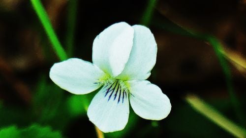The Canada violet, shown here, is one of 28 species of violet native to Georgia. The Canada violet grows mostly in North Georgia; with white petals and a yellow center, it is one of the state's prettiest violets. (Charles Seabrook for The Atlanta Journal-Constitution)
