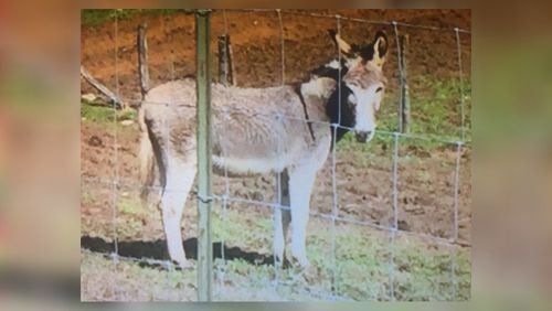 Anna Maria Giacomi was attacked by a donkey she was feeding at a North Georgia commercial farm on Thanksgiving Day in 2015. (Credit: Channel 2 Action News)