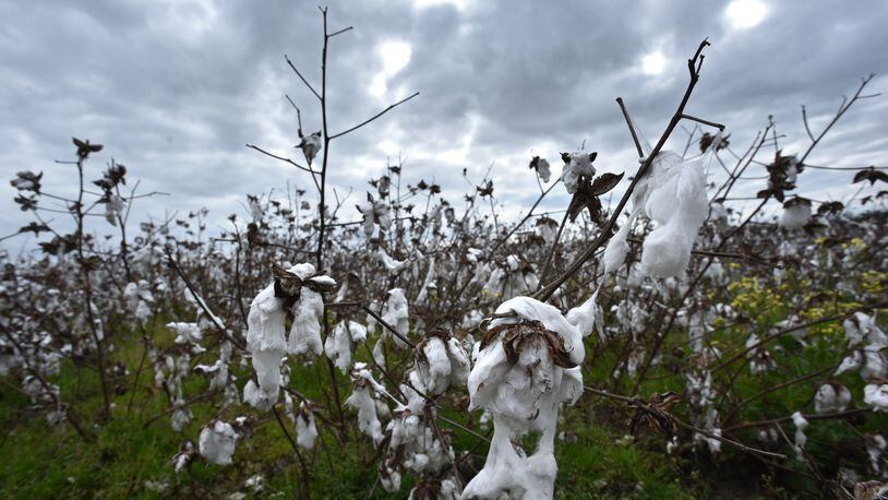 Destroyed cotton field is shown in Leesburg on Tuesday, February 5, 2019.