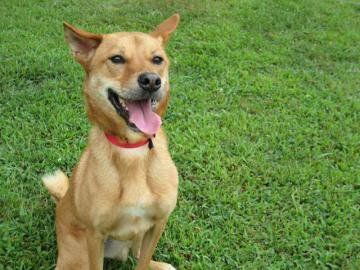 Pets for adoption from the Atlanta Humane Society
