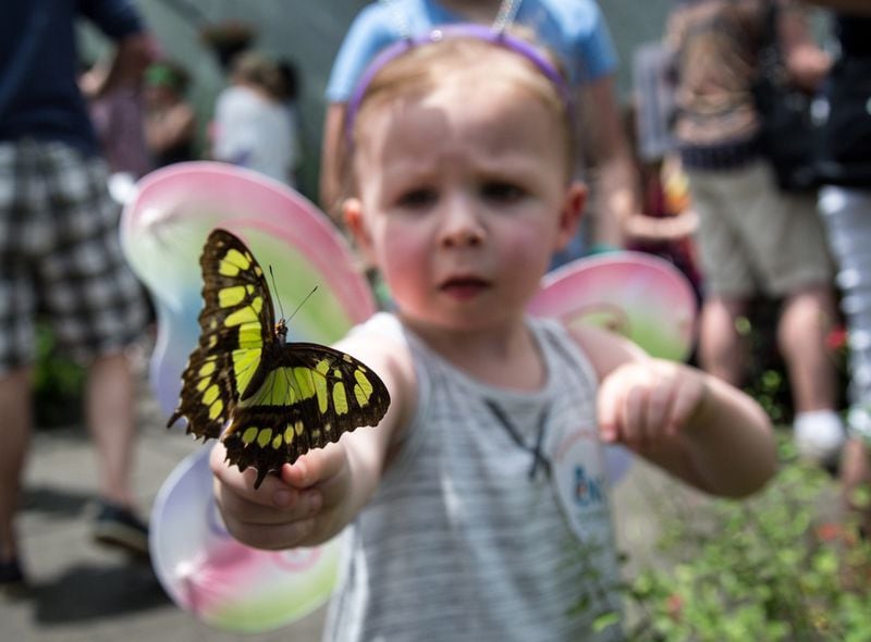 Parker Lewis, age 2 checks out a Malachite butterfly at the Butterfly Encounter during The Flying Colors Butterfly Festival in Roswell, GA June 3, 2018.  STEVE SCHAEFER / SPECIAL TO THE AJC