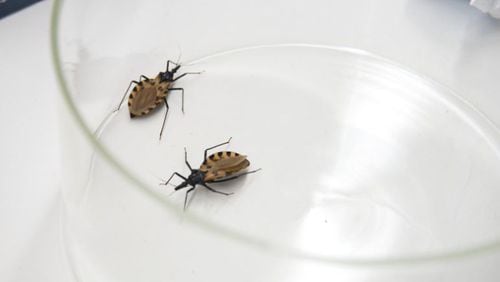 Triatomine bugs, known as "kissing bugs"