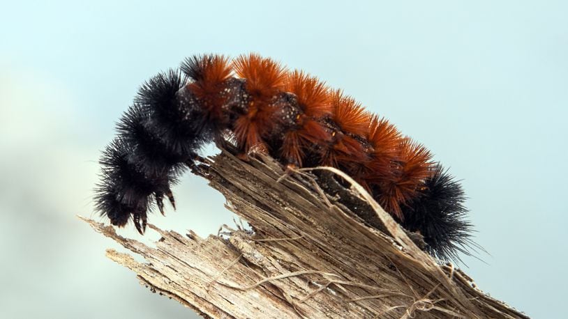 Pyrrharctia isabella  Caterpillar - Devonian Fossil Gorge - Iowa City