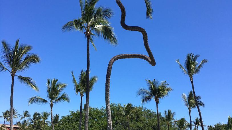 Jim Graves of Atlanta shared this photo he named“Palm tree with an attitude.” He said it was taken while golfing in Kona, Hawaii.