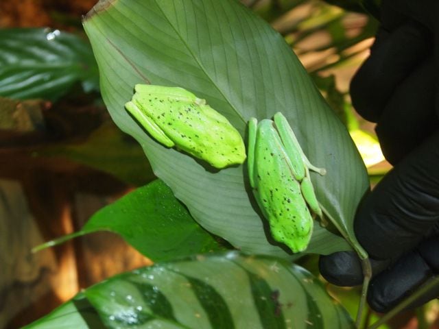 The frogs at Atlanta Botanical Garden