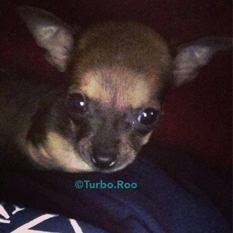 TurboRoo the Teacup Chihuahua gets wheels