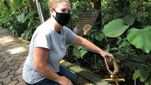 Amanda Bennett, the Atlanta Botanical Garden's vice president of horticulture and collections, shows off the blossom on an African Corpse Flower. The Midtown facility is perhaps the first garden in North America to successfully cultivate the plant. BO EMERSON/BEMERSON@AJC.COM